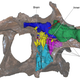A diagram showing the brain, inner ear, and air sacs of the dinosaur.